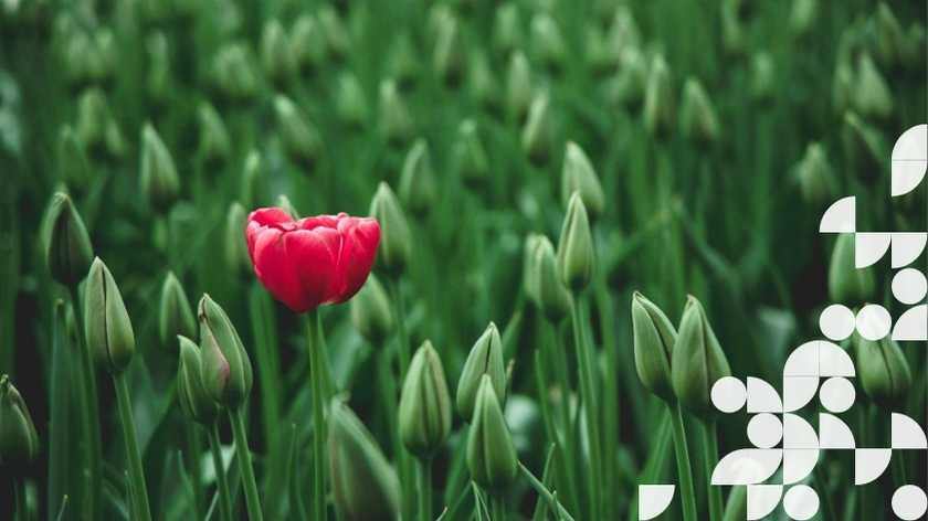 Coach - Coach Agile : quelles différences ?